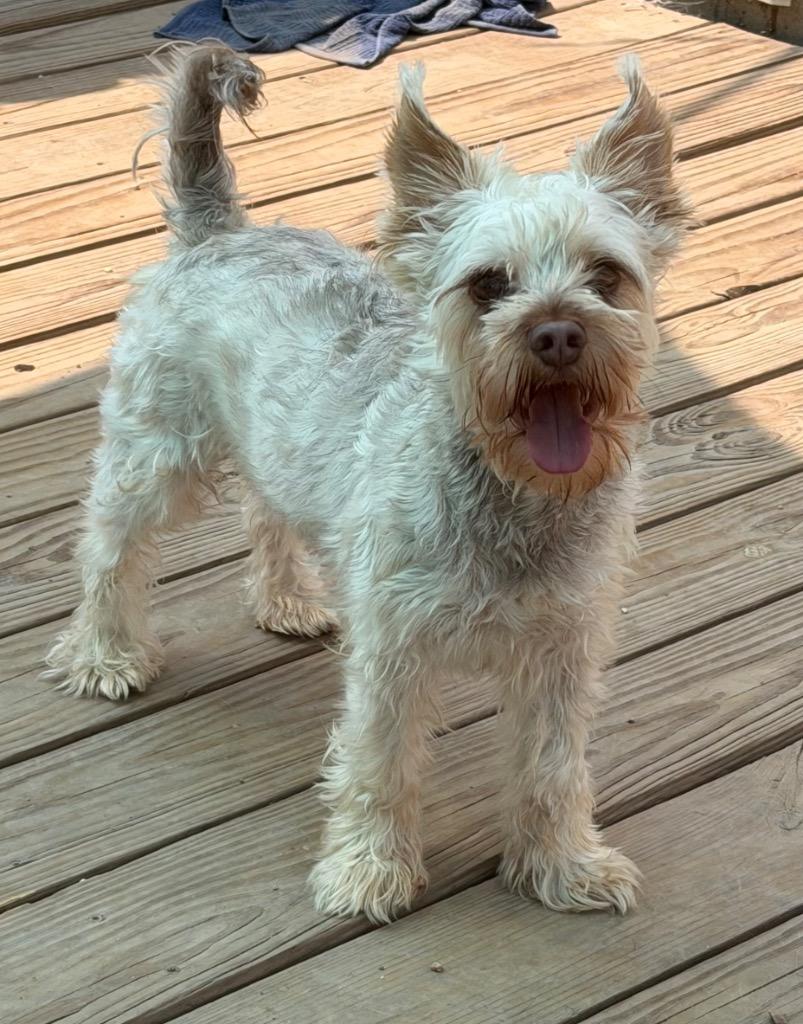 Chinto, Adopted, Young Male Schnauzer & Yorkshire Terrier.
