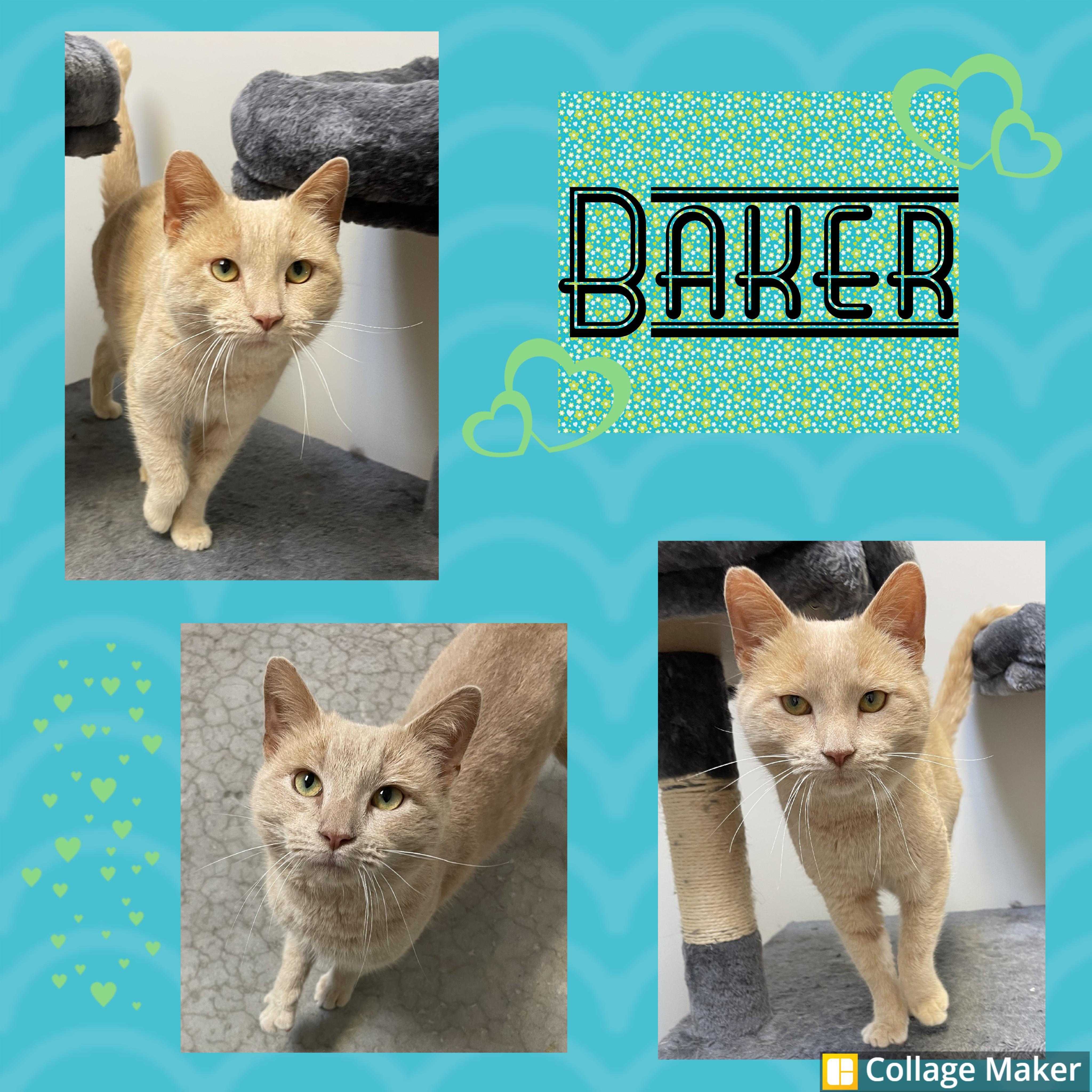 Enlarge Baker, a ADOPTABLE mixed breed in Clearfield, PA image 1/1
