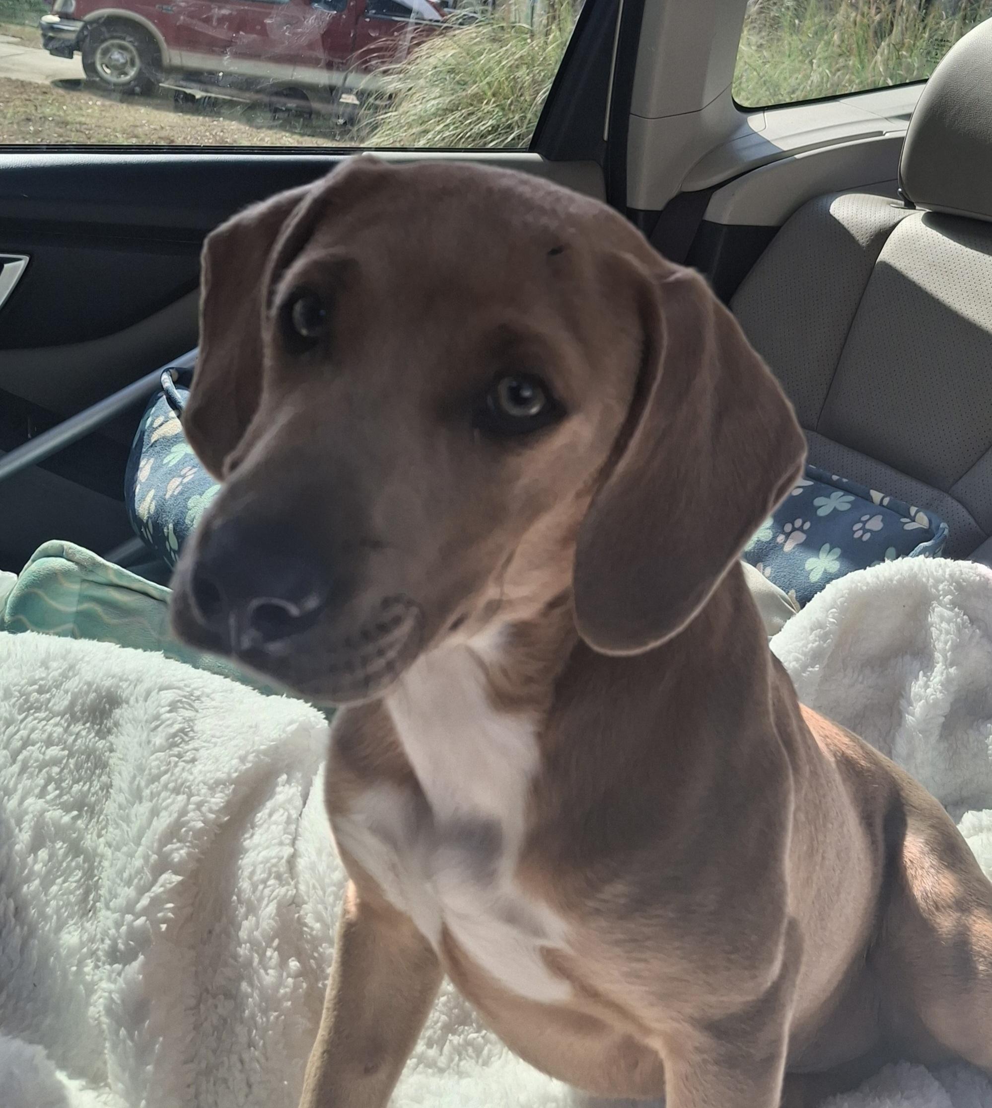 Enlarge Chesney, a Adoptable mixed breed in Columbia, SC image 2/3