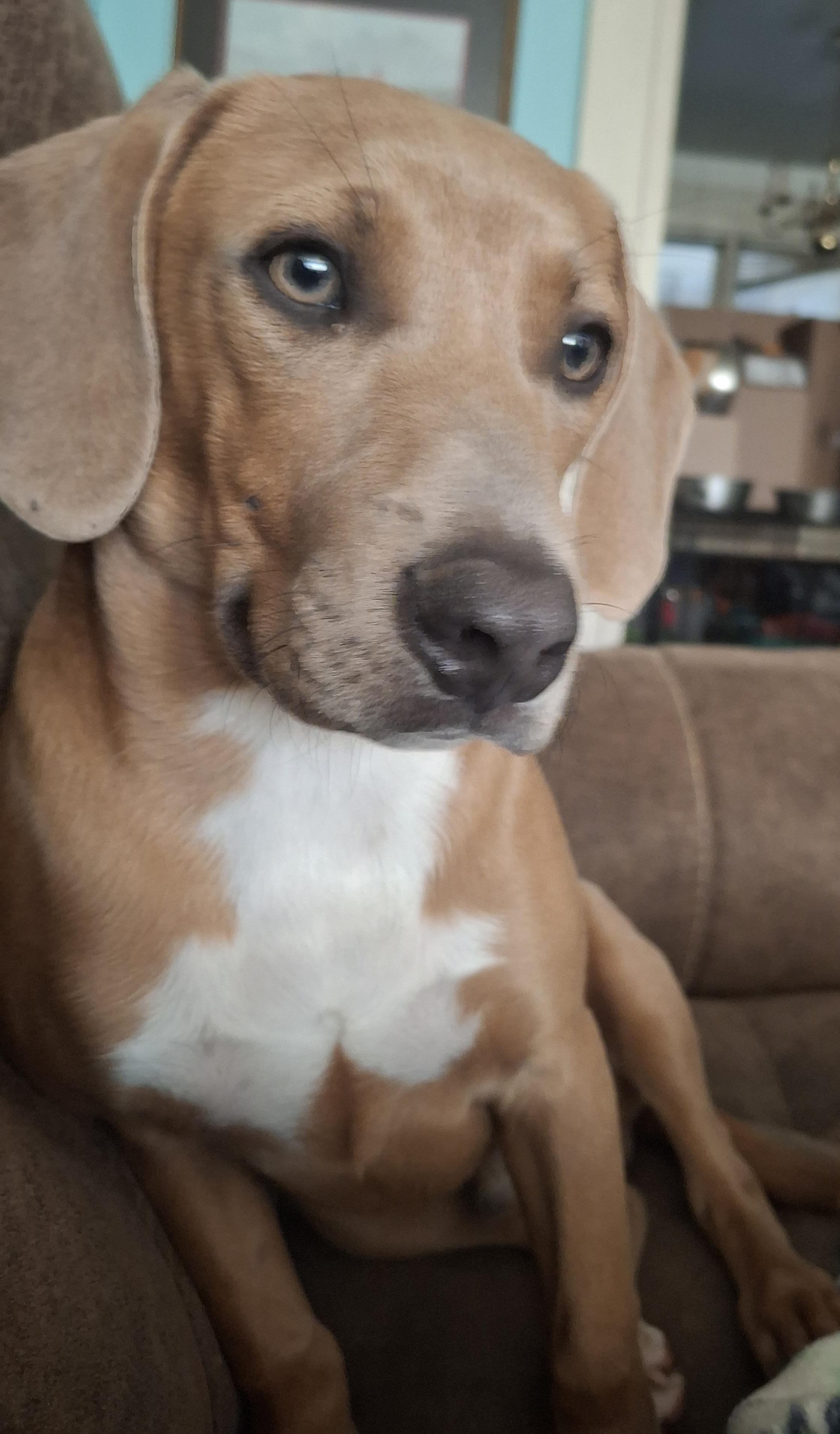 Enlarge Chesney, a Adoptable mixed breed in Columbia, SC image 1/3