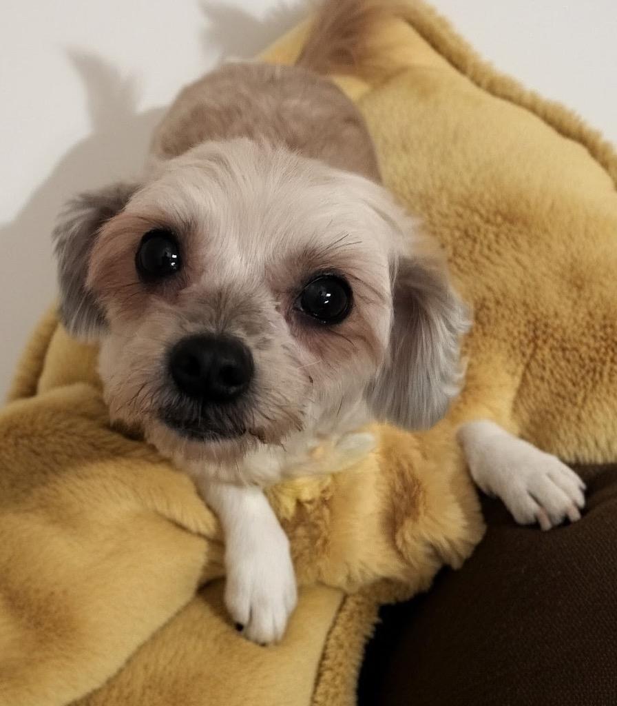 Sophia, Adopted, Young Female Maltese & Poodle.