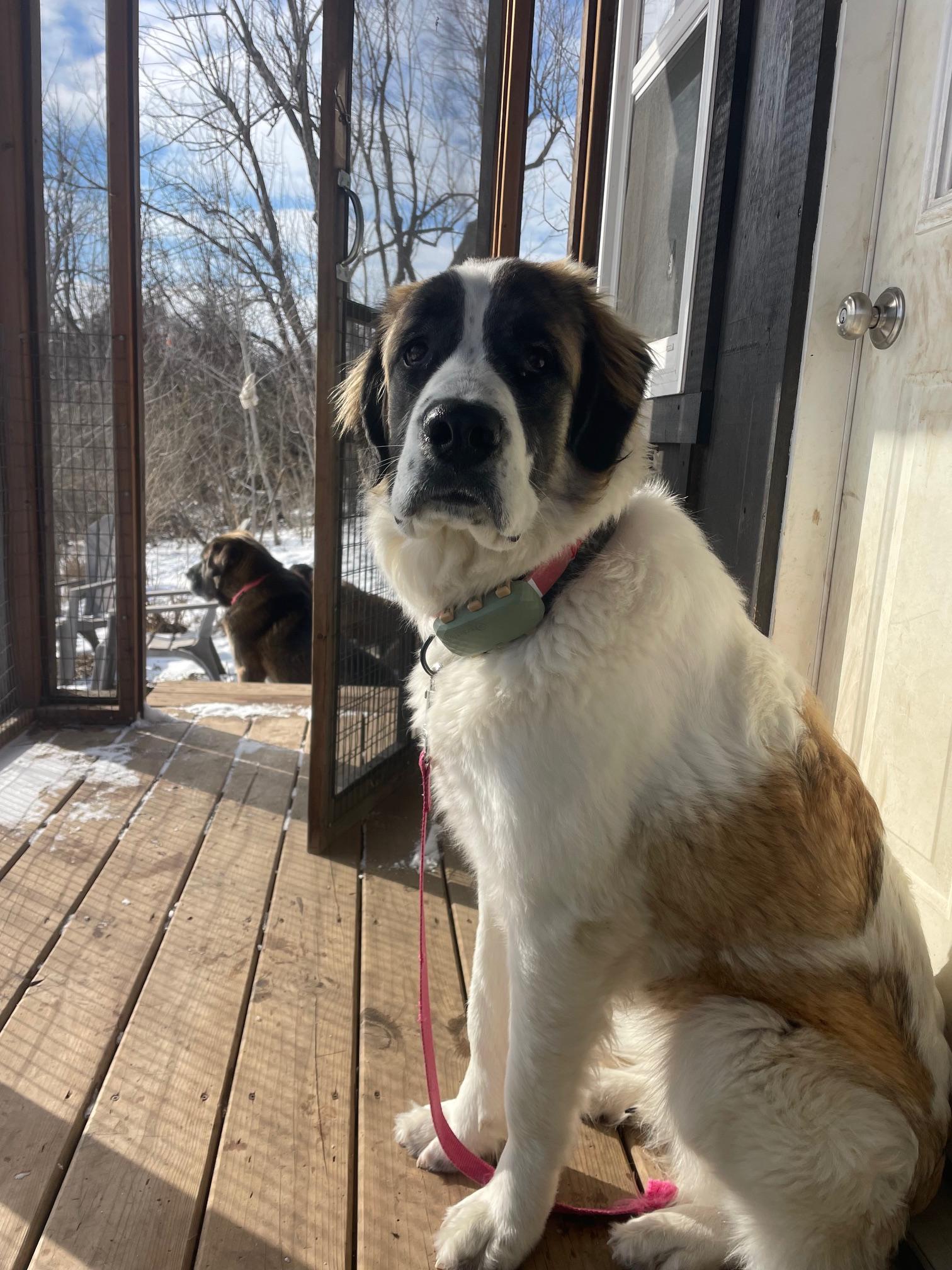 Enlarge Agnes, an adopted mixed breed in Terra Cotta, ON image 4/4