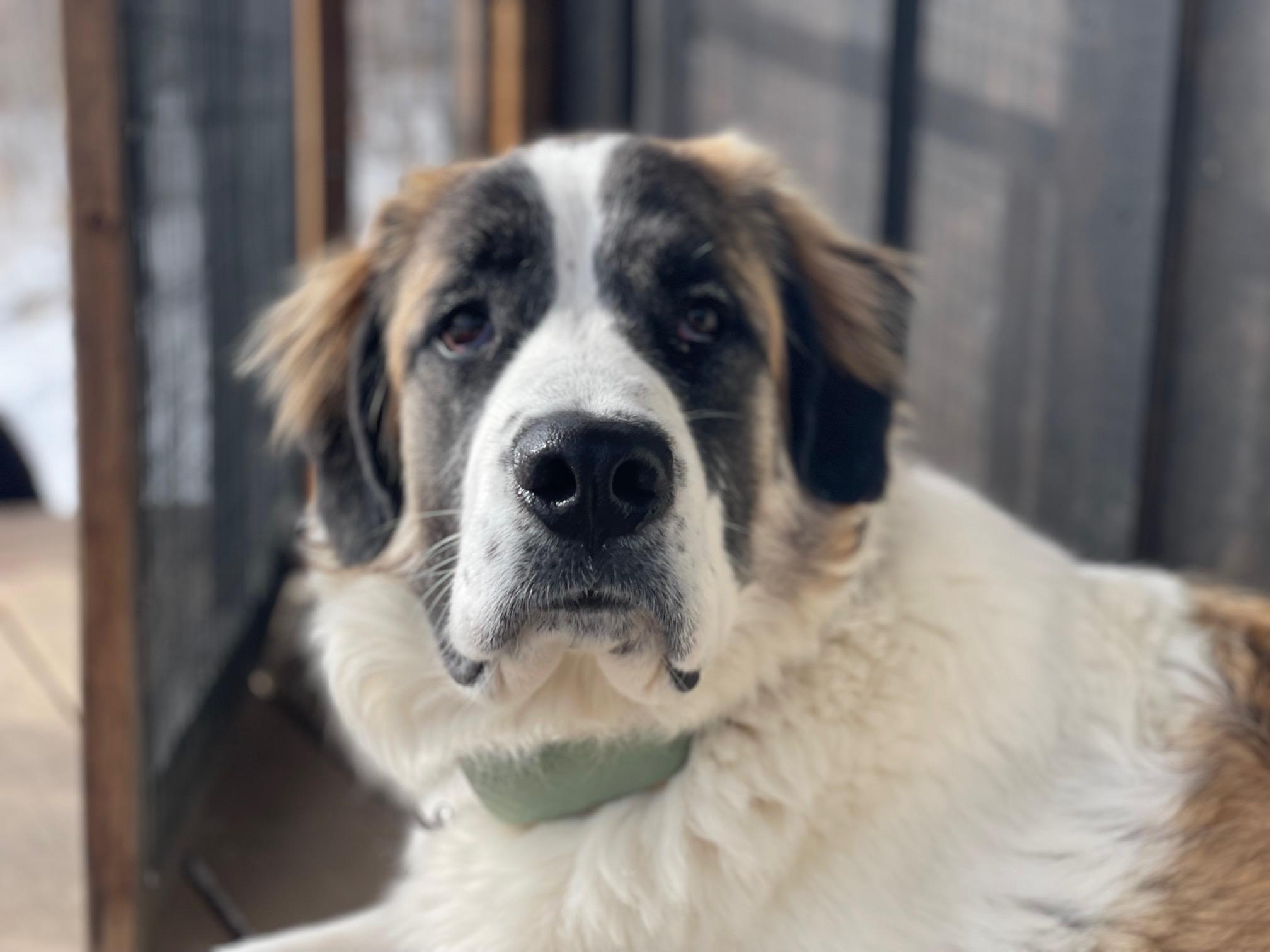 Enlarge Agnes, an adopted mixed breed in Terra Cotta, ON image 2/4