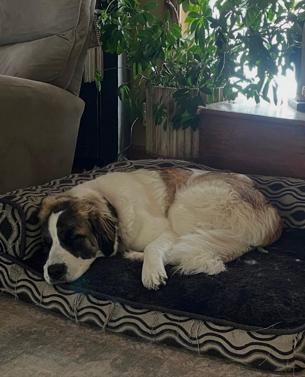 Enlarge Agnes, an adopted mixed breed in Terra Cotta, ON image 3/4