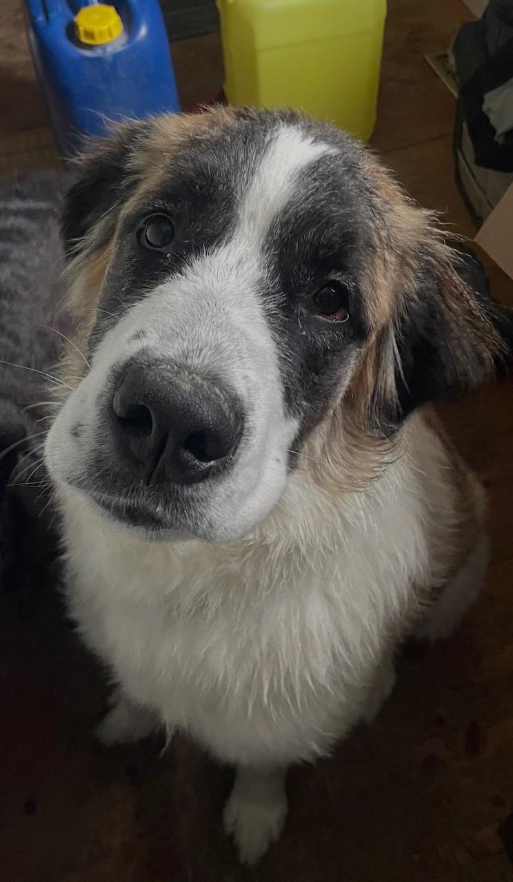 Agnes, adopted, Young Female Saint Bernard.