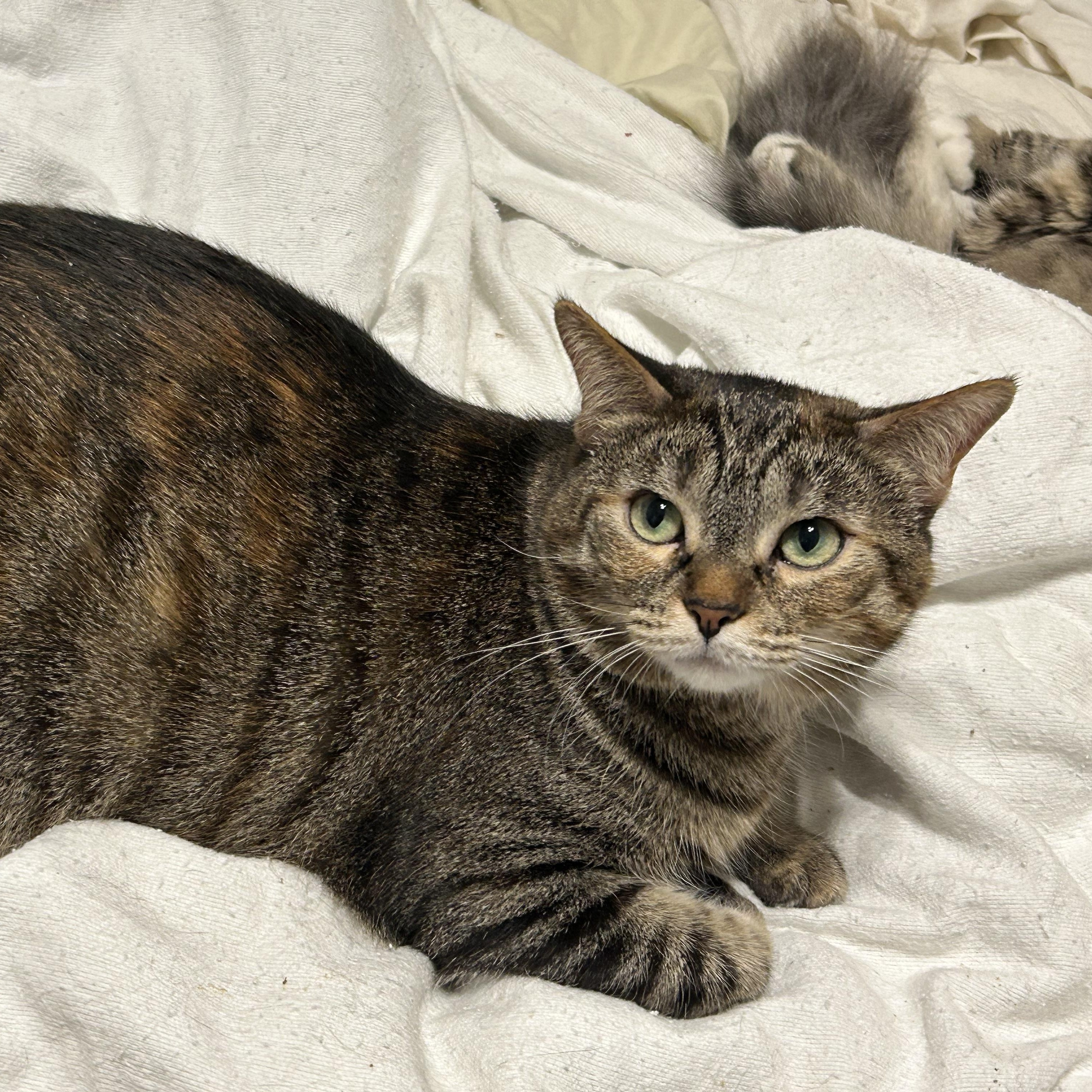 Skittles, a Adoptable Domestic Short Hair in Torrance, CA image 2/6