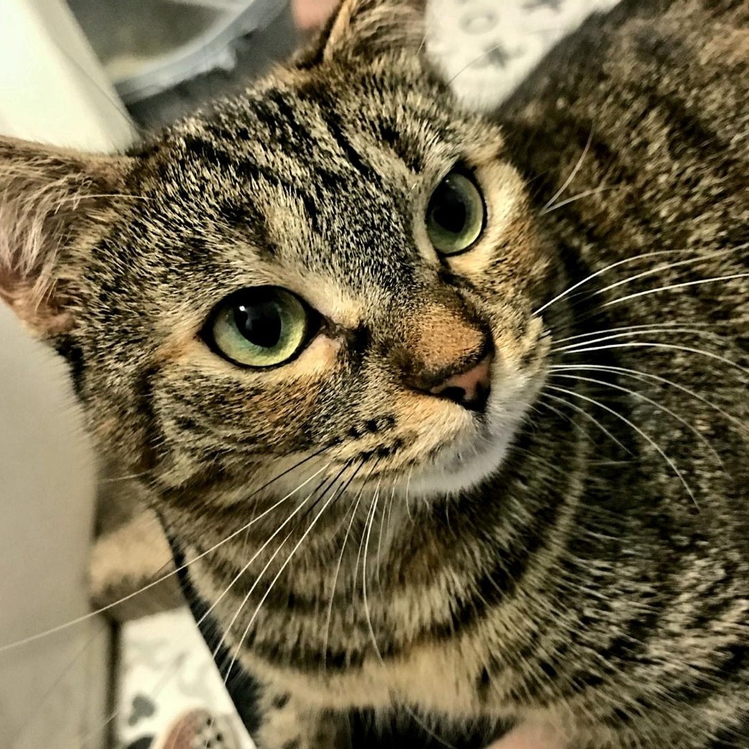 Skittles, a Adoptable Domestic Short Hair in Torrance, CA image 3/6