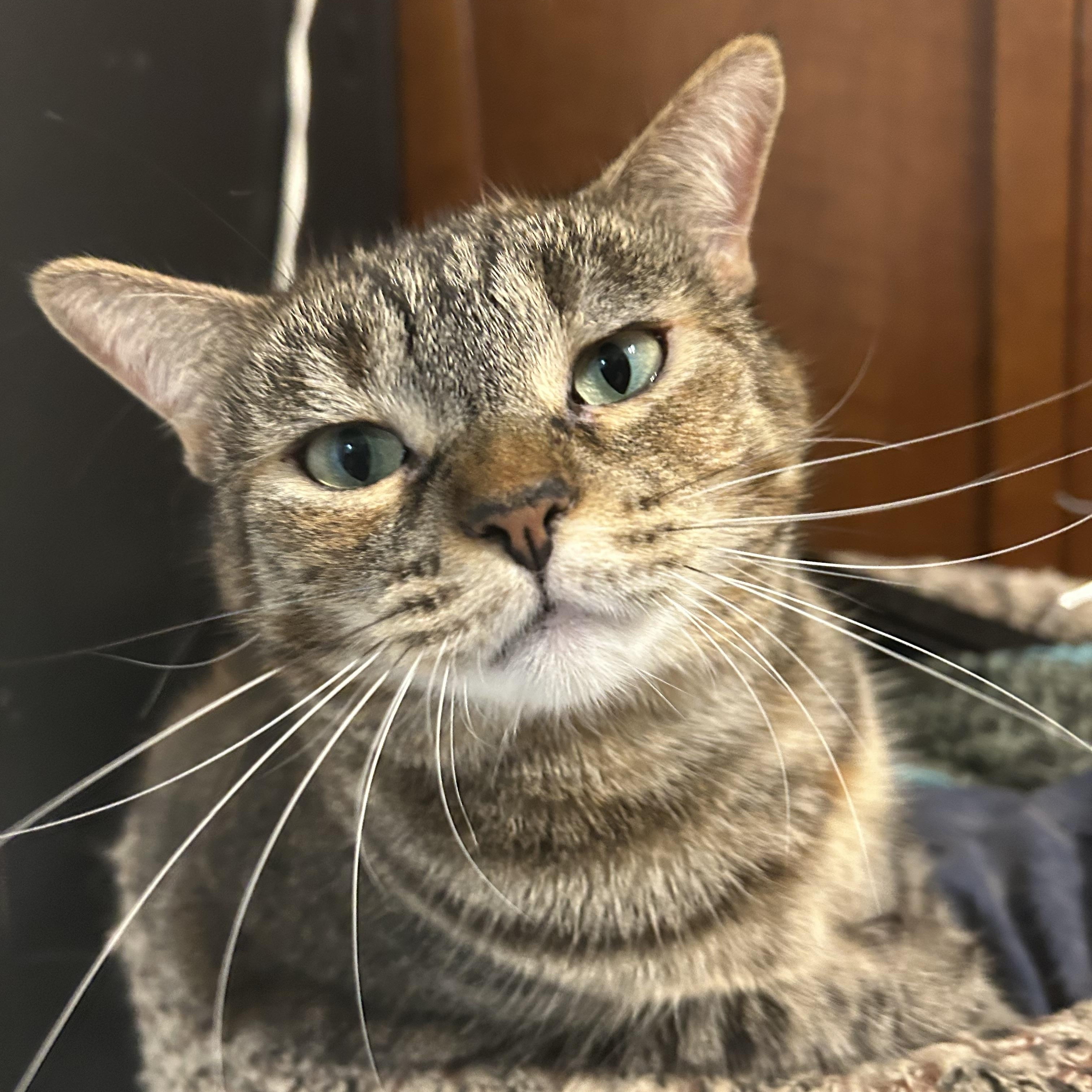 Skittles, a Adoptable Domestic Short Hair in Torrance, CA image 1/6