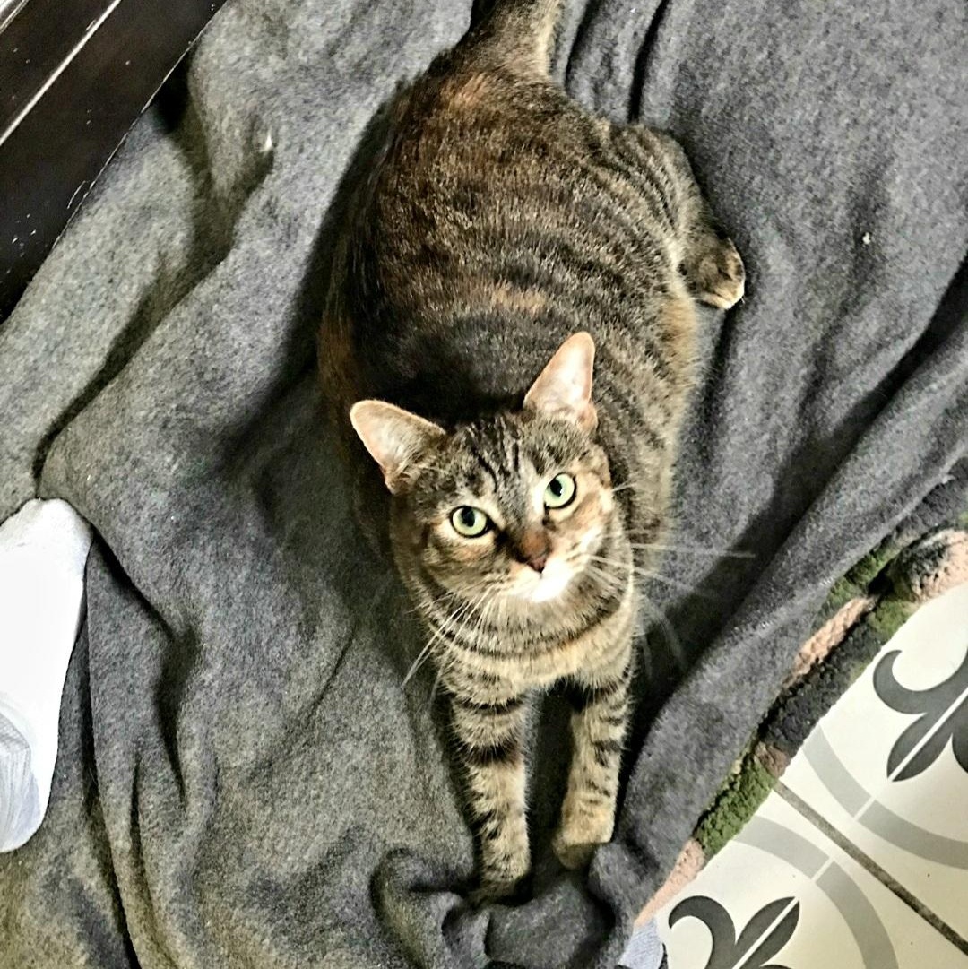 Skittles, a Adoptable Domestic Short Hair in Torrance, CA image 6/6