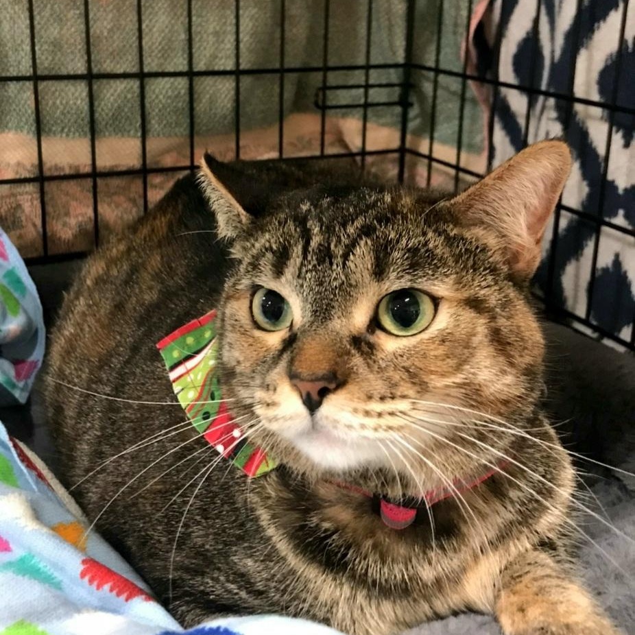 Skittles, a Adoptable Domestic Short Hair in Torrance, CA image 4/6