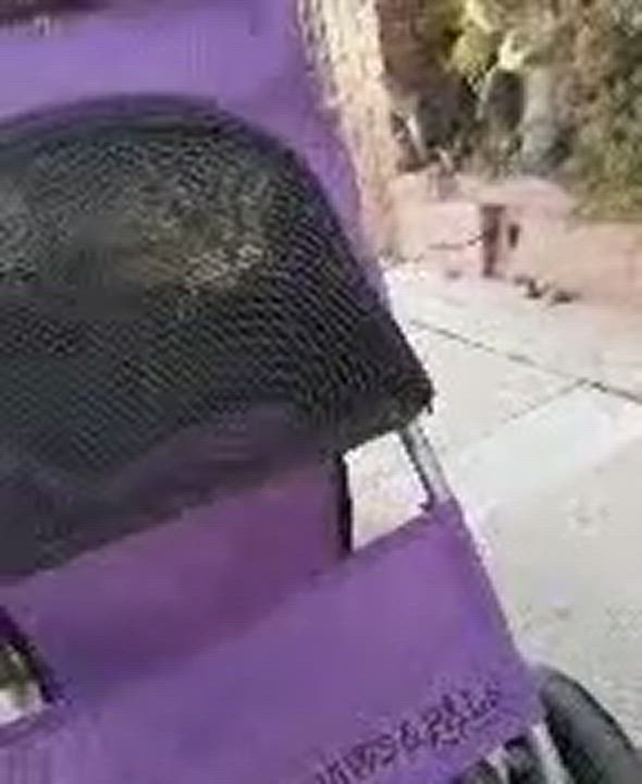 Enlarge Skittles, a Adoptable Domestic Short Hair in Torrance, CA video 5/6