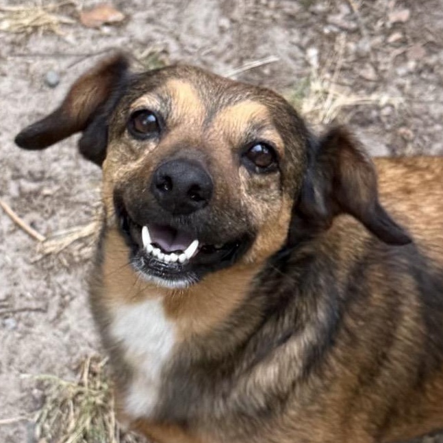 Enlarge Baby, a ADOPTABLE mixed breed in Douglas, GA image 2/2