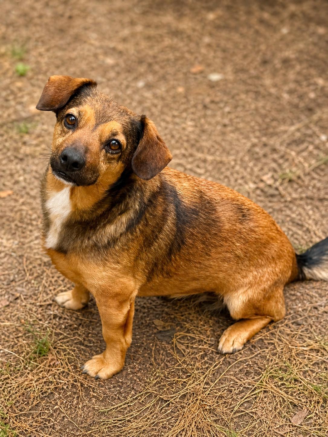 Baby, ADOPTABLE, Adult Female Corgi.