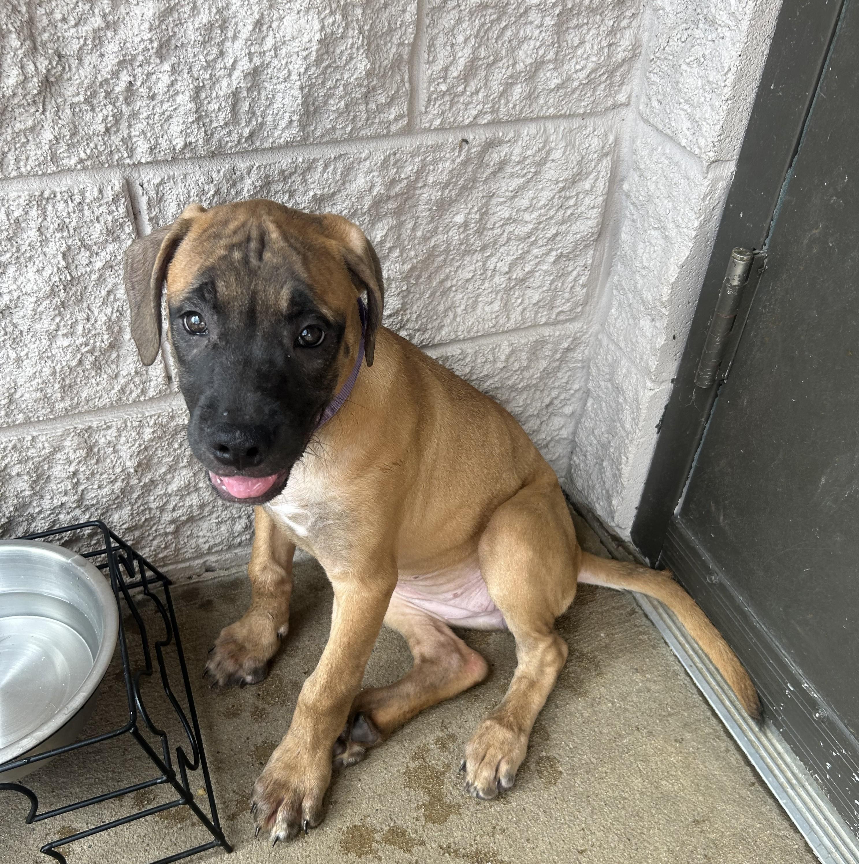 Purple, a ADOPTABLE mixed breed in Siloam Springs, AR image 2/3
