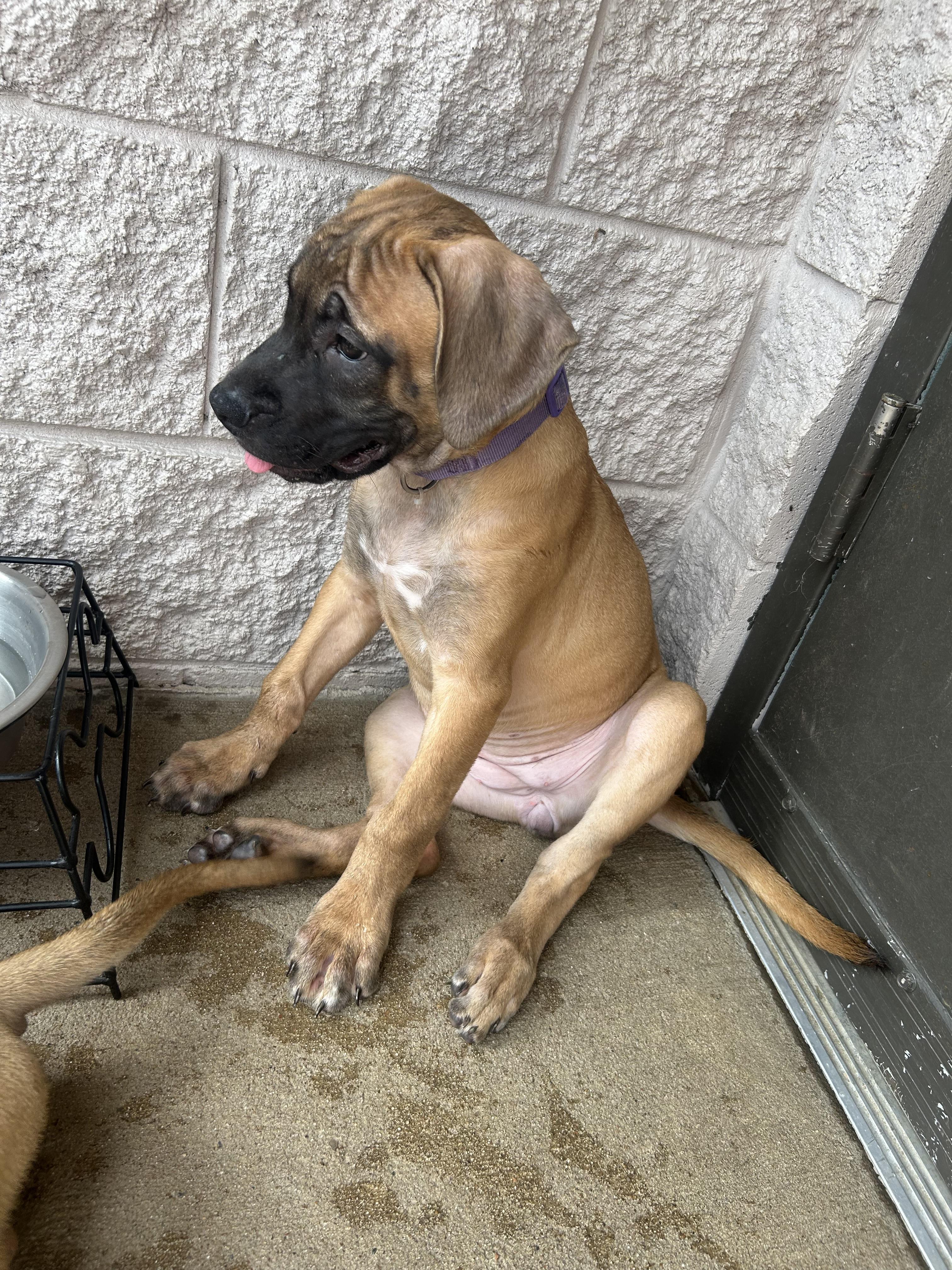 Purple, a ADOPTABLE mixed breed in Siloam Springs, AR image 3/3