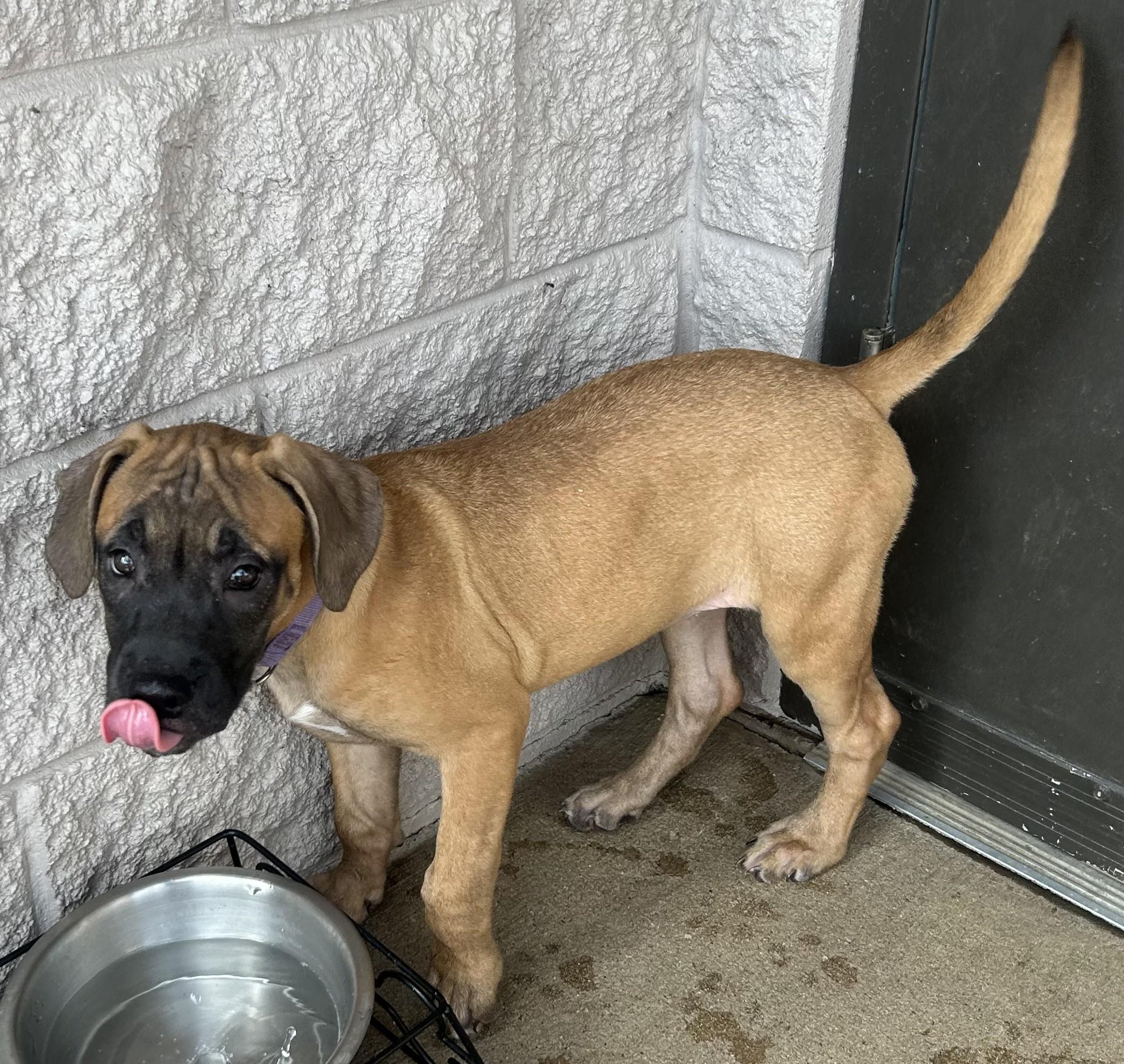 Purple, a ADOPTABLE mixed breed in Siloam Springs, AR image 1/3