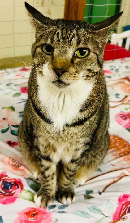 Klinger, Adoptable, Adult Male Domestic Short Hair & Domestic Short Hair.
