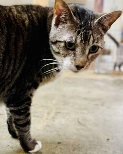 Enlarge Klinger, a Adoptable Domestic Short Hair in River Ridge, LA image 1/1