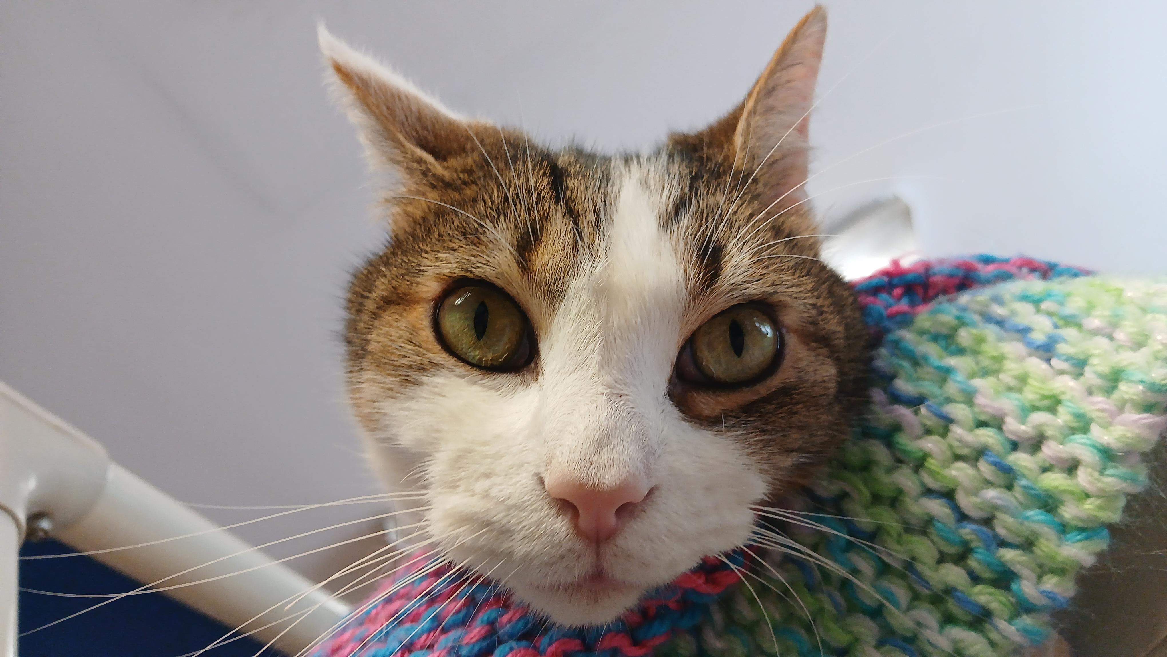 Enlarge Cole, a ADOPTABLE Domestic Short Hair in Cullowhee, NC image 1/6