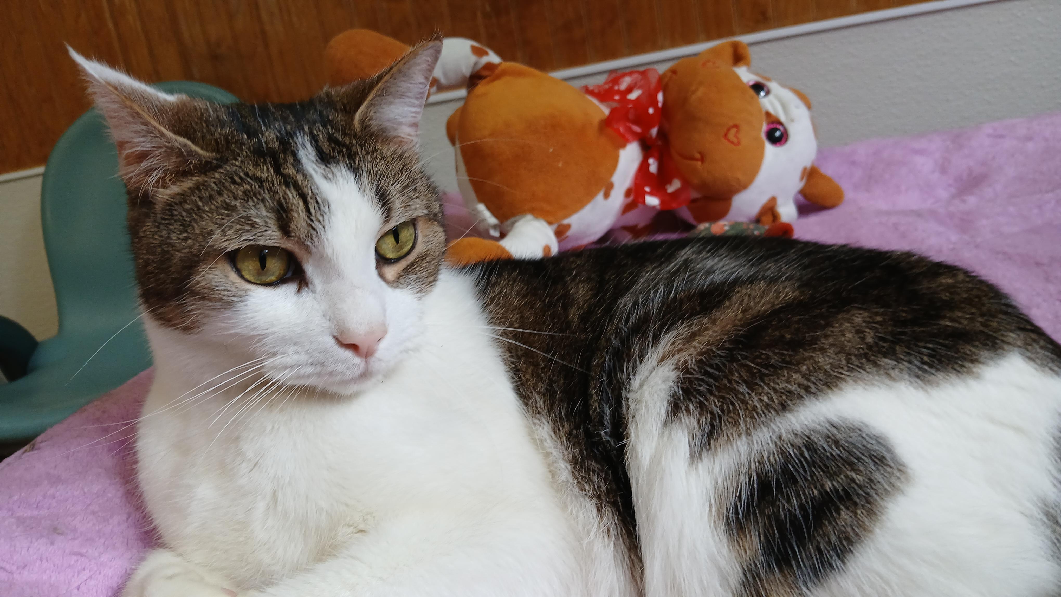 Enlarge Cole, a ADOPTABLE Domestic Short Hair in Cullowhee, NC image 6/6