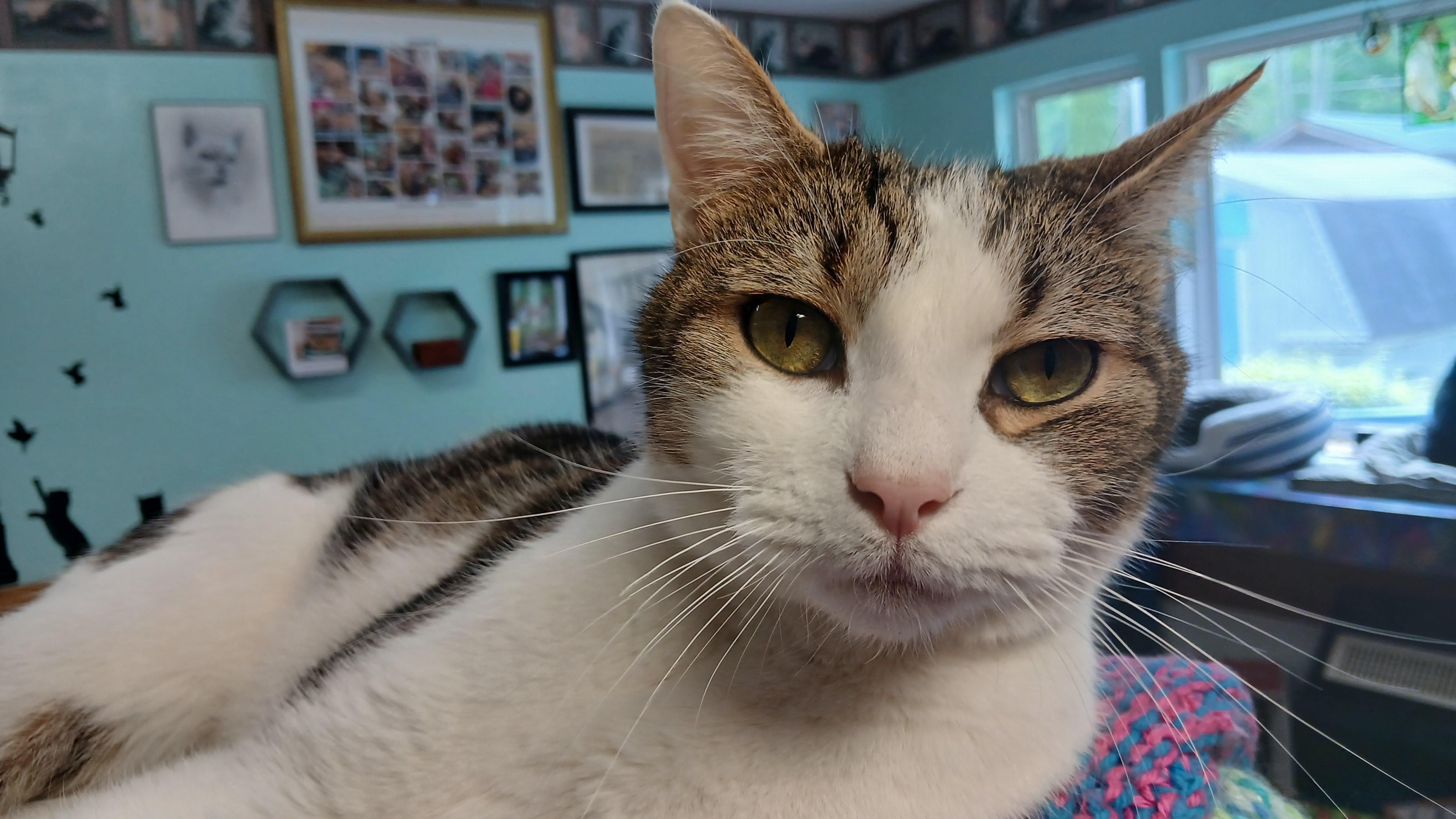 Enlarge Cole, a ADOPTABLE Domestic Short Hair in Cullowhee, NC image 3/6
