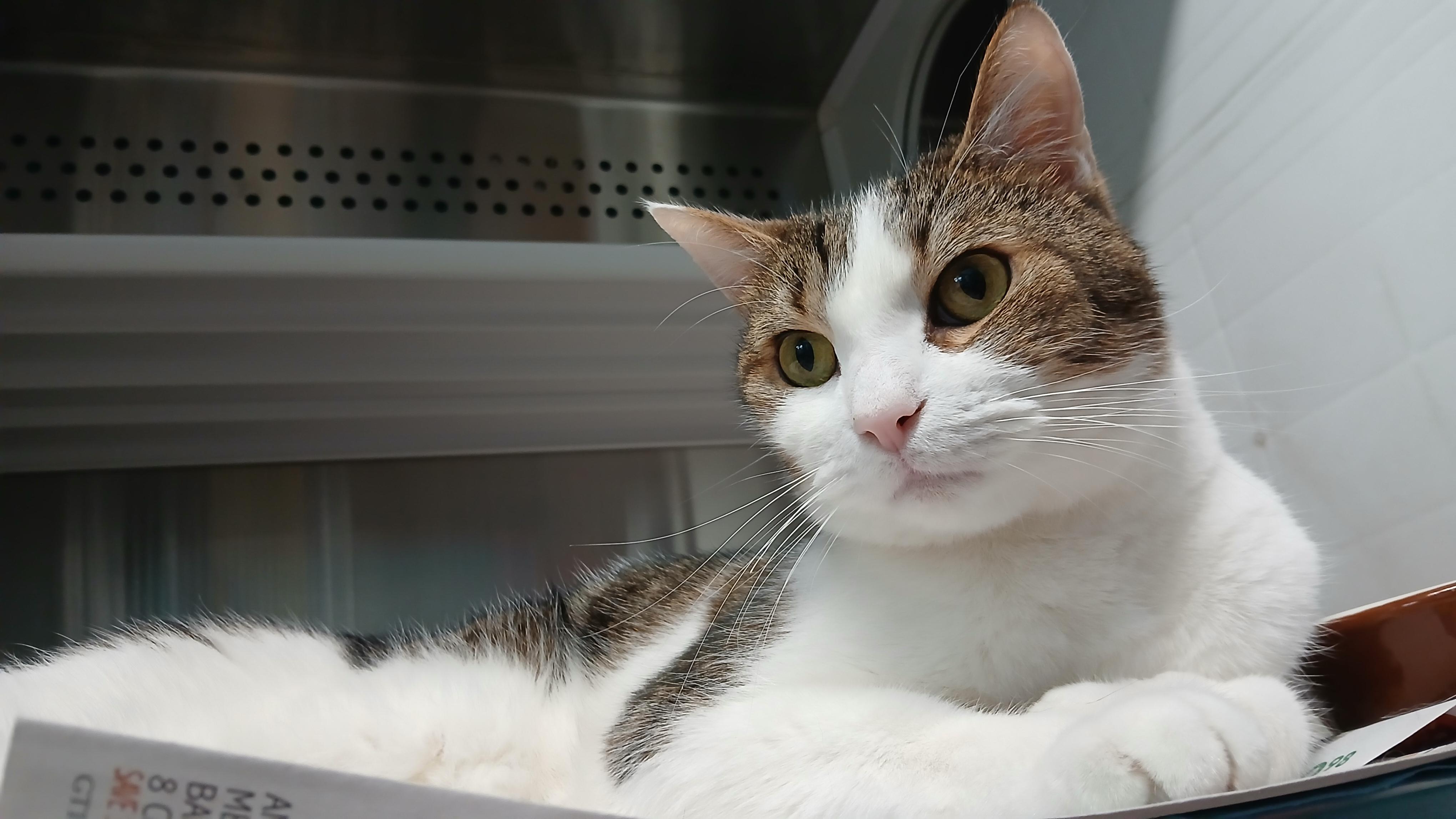 Enlarge Cole, a ADOPTABLE Domestic Short Hair in Cullowhee, NC image 5/6
