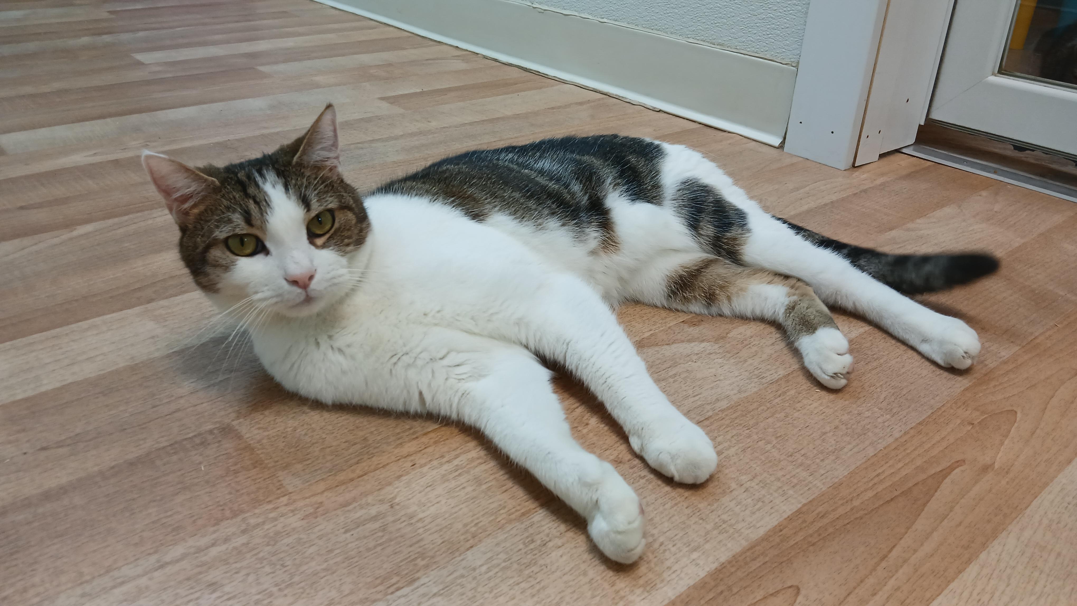 Enlarge Cole, a ADOPTABLE Domestic Short Hair in Cullowhee, NC image 4/6