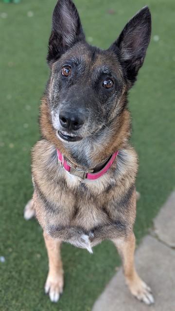 Enlarge SANTI, a Adoptable German Shepherd Dog in Agoura, CA image 1/1