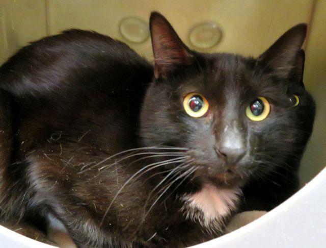 Enlarge WALLACE, a Adoptable Domestic Short Hair in Oklahoma City, OK image 1/1