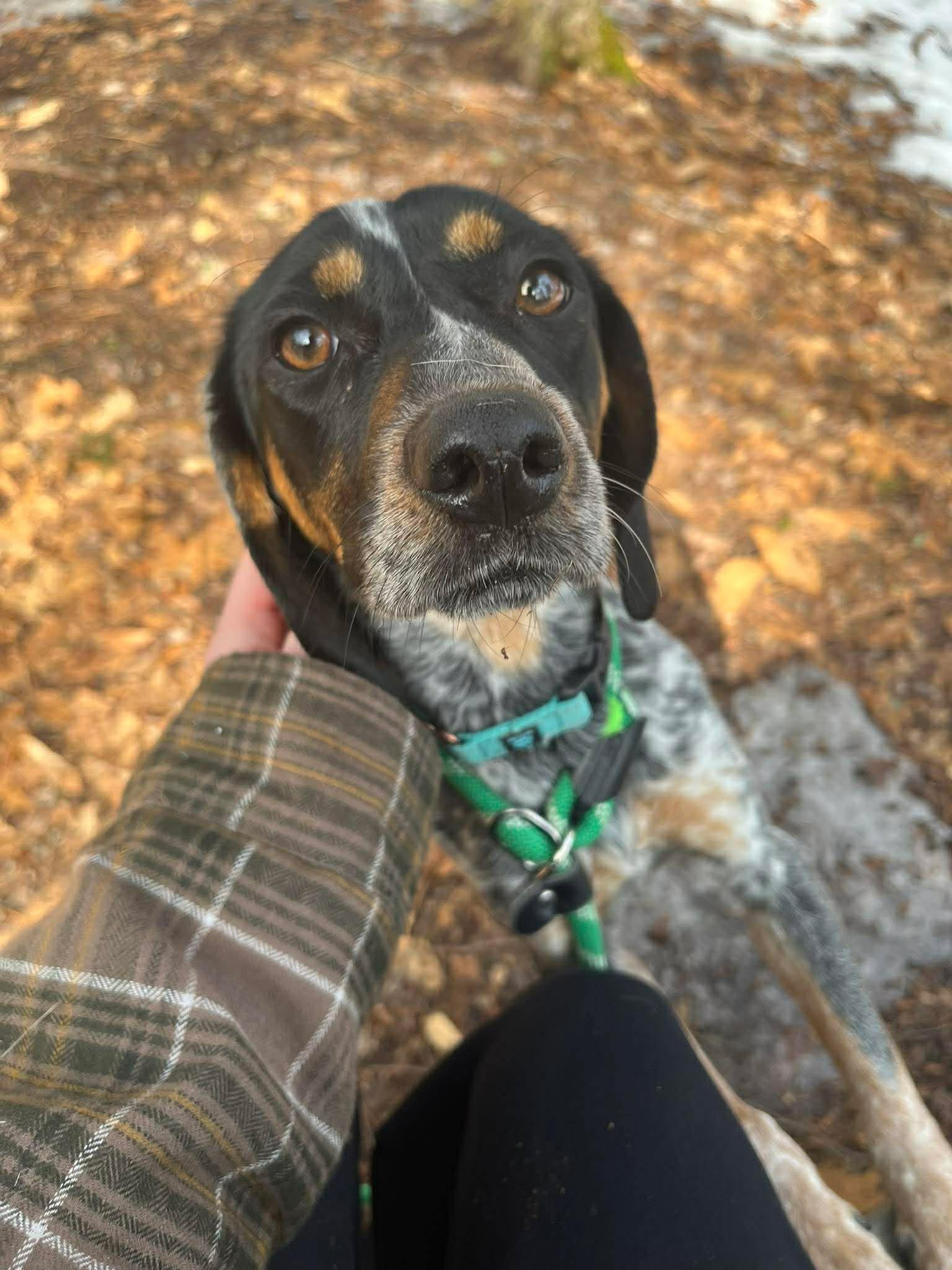 Ivy, ADOPTABLE, Young Female Australian Cattle Dog / Blue Heeler & Dachshund.