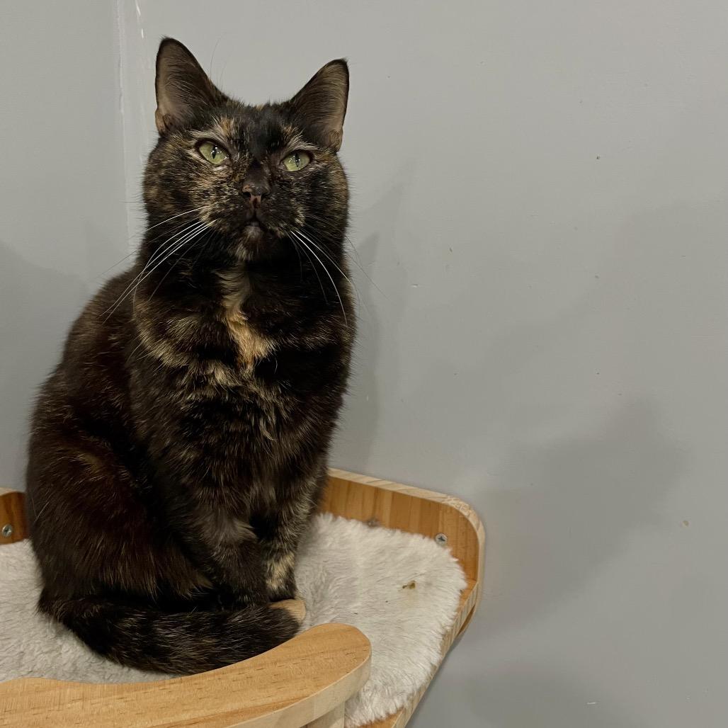Kaleeko, Adoptable, Senior Female Domestic Short Hair.