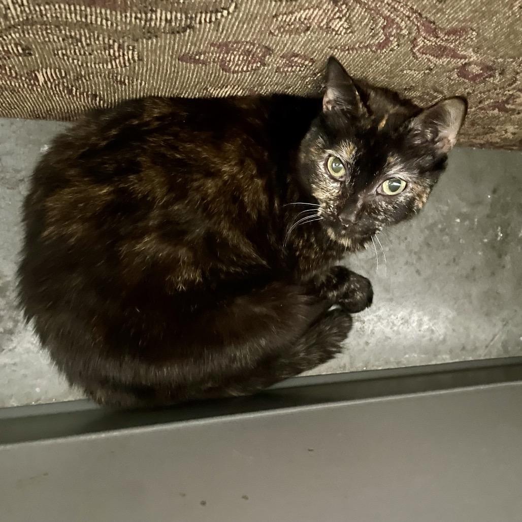 Enlarge Kaleeko, a Adoptable Domestic Short Hair in Fairmont, WV image 2/3