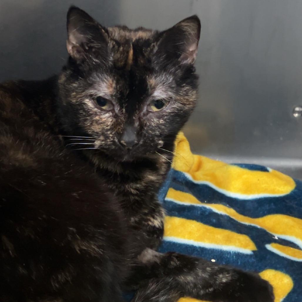 Enlarge Kaleeko, a Adoptable Domestic Short Hair in Fairmont, WV image 3/3