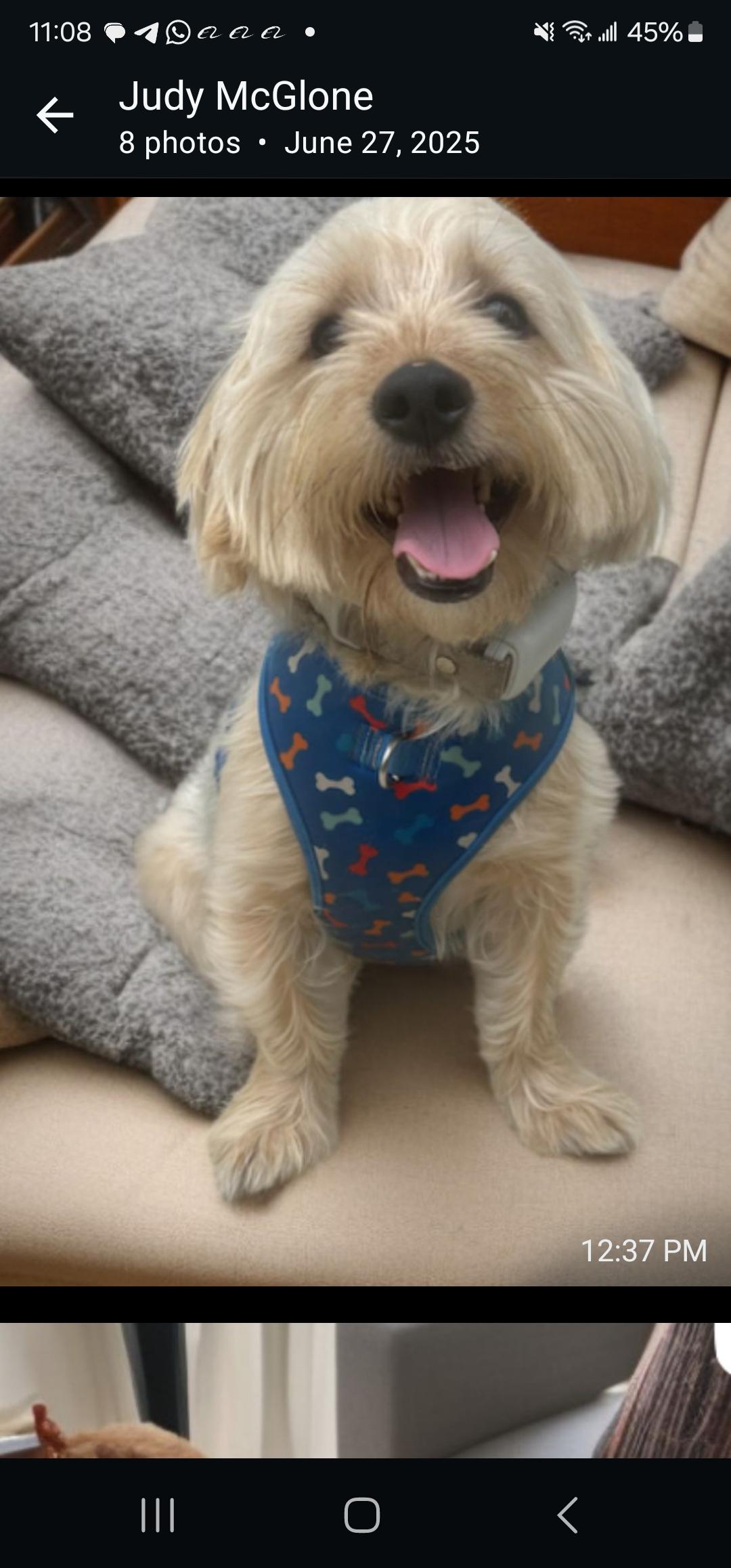 Chase, Adopted, Young Male Yorkshire Terrier.