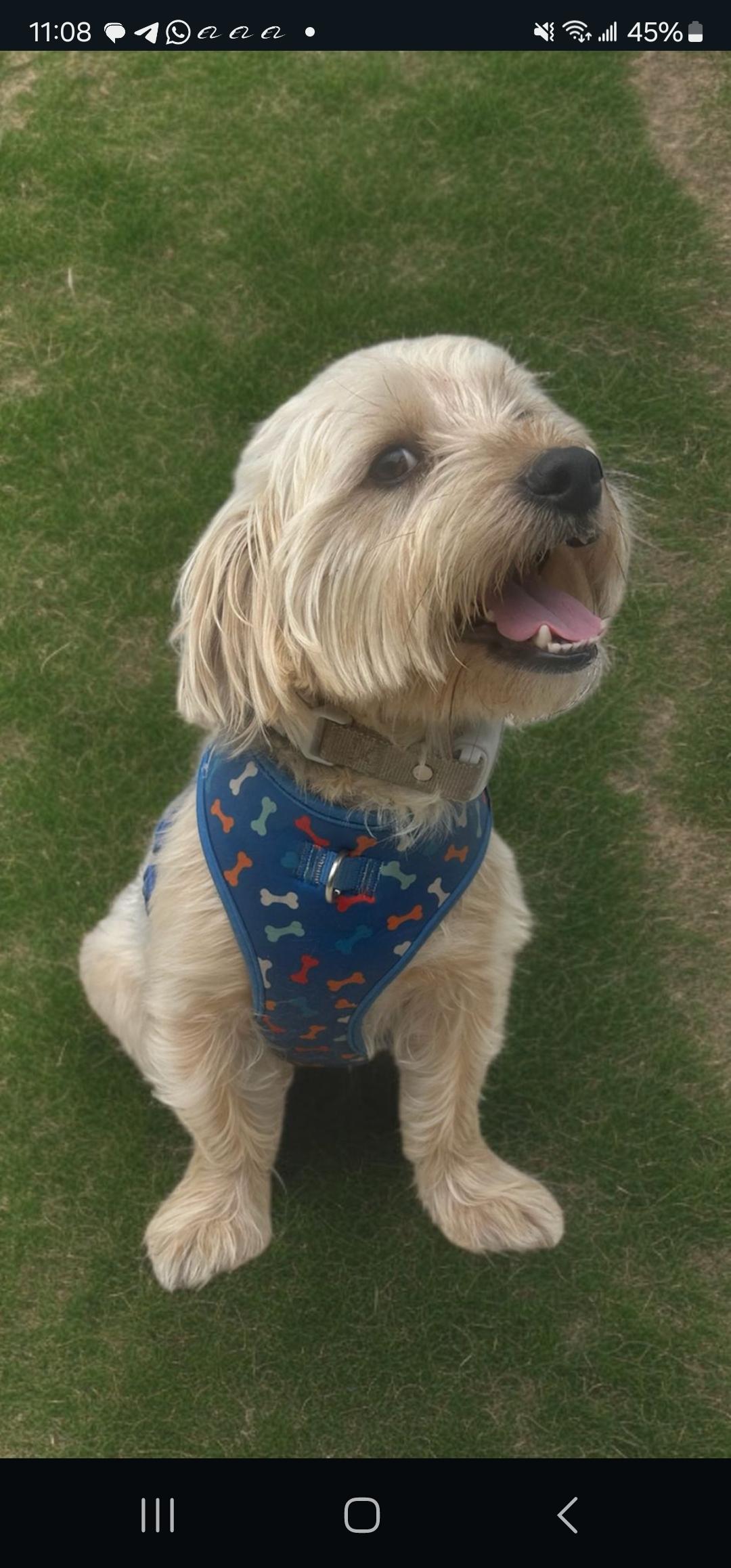 Chase, Adopted, Young Male Yorkshire Terrier.