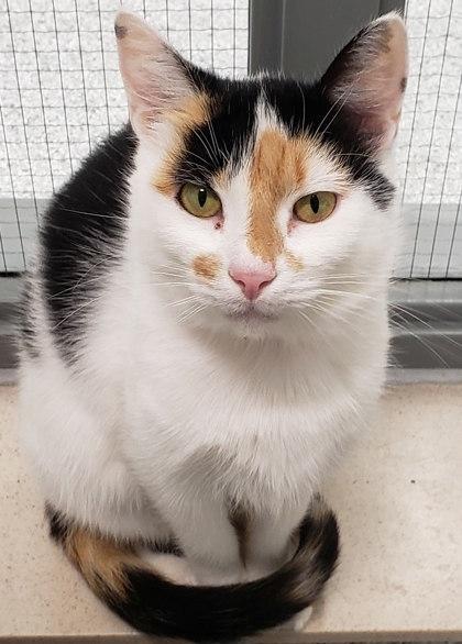 Ophie, a Adoptable Domestic Short Hair in Cleveland, OH image 1/2