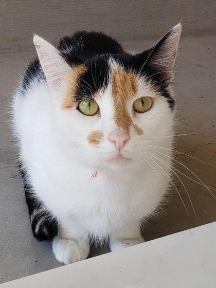 Ophie, a Adoptable Domestic Short Hair in Cleveland, OH image 2/2