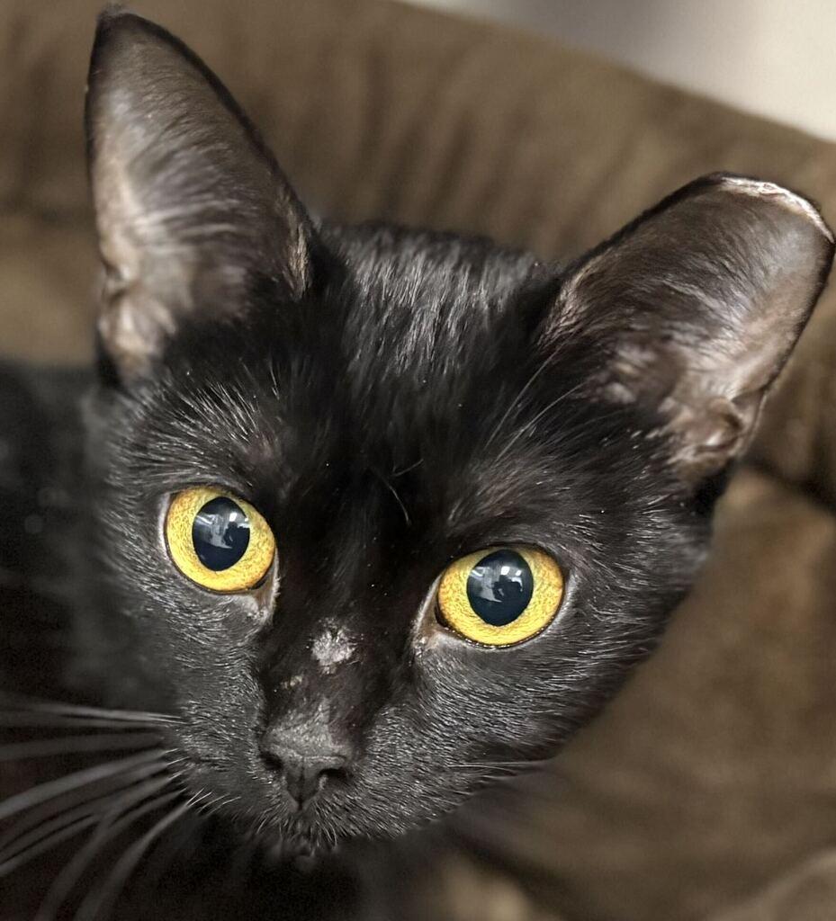 Enlarge Belt, a Adoptable Domestic Short Hair in Jackson, MI image 3/4