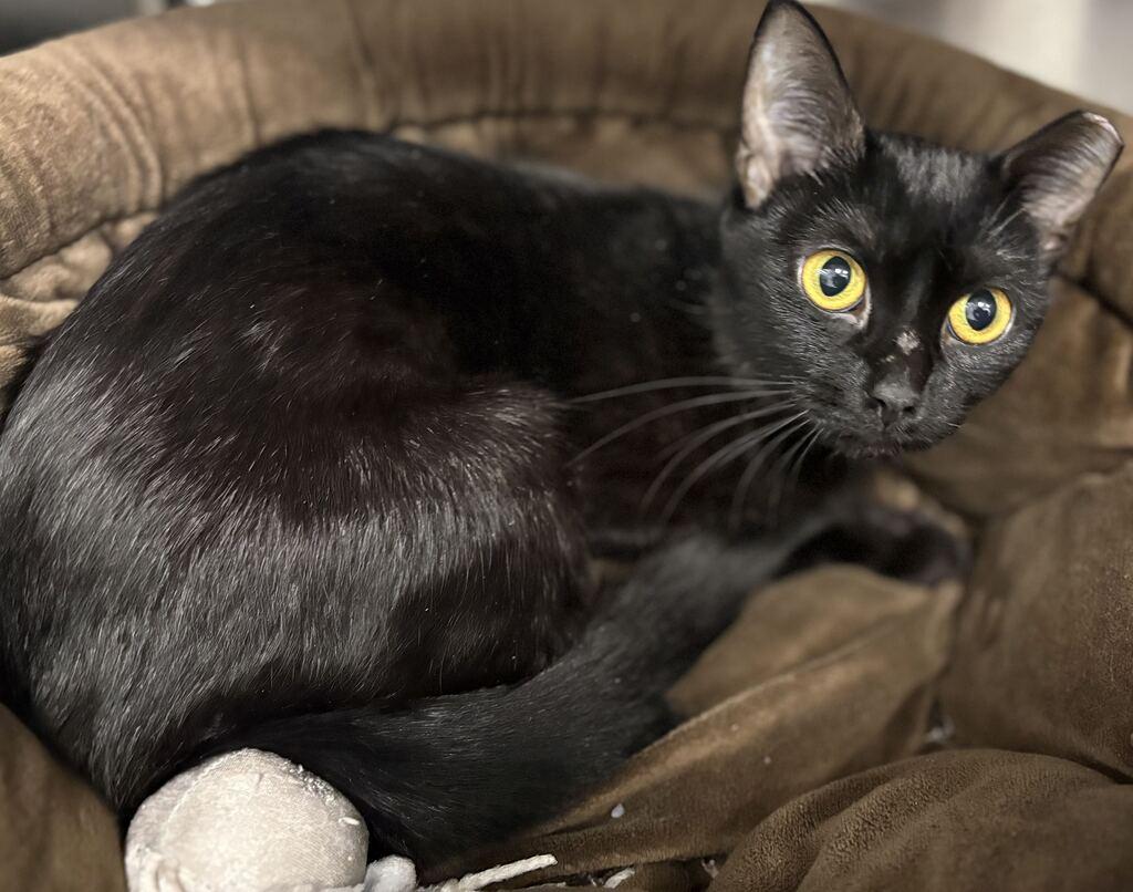 Enlarge Belt, a Adoptable Domestic Short Hair in Jackson, MI image 2/4