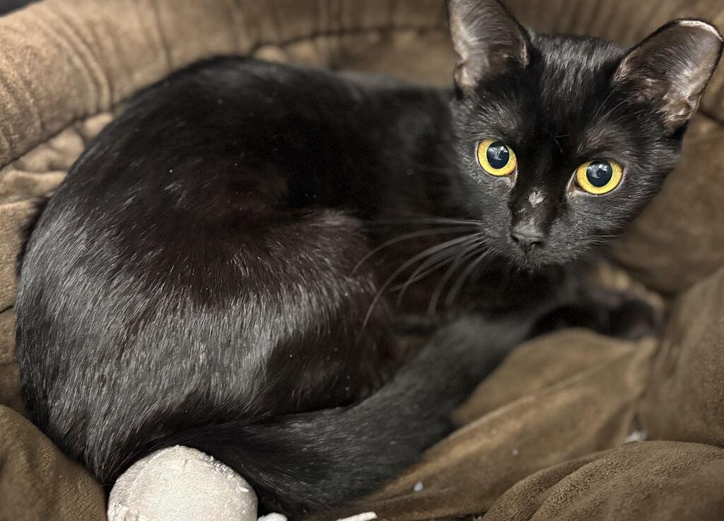 Enlarge Belt, a Adoptable Domestic Short Hair in Jackson, MI image 4/4
