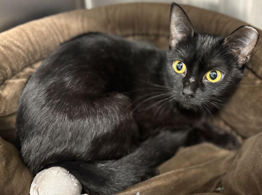 Belt, Adoptable, Young Female Domestic Short Hair.