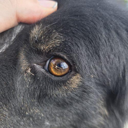 Enlarge Rango, a Adoptable mixed breed in Grand Junction, CO image 1/4
