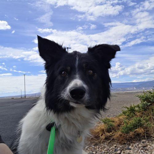 Enlarge Rango, a Adoptable mixed breed in Grand Junction, CO image 2/4