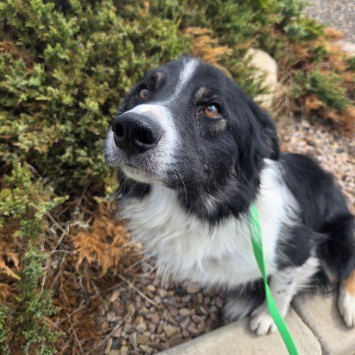 Enlarge Rango, a Adoptable mixed breed in Grand Junction, CO image 3/4