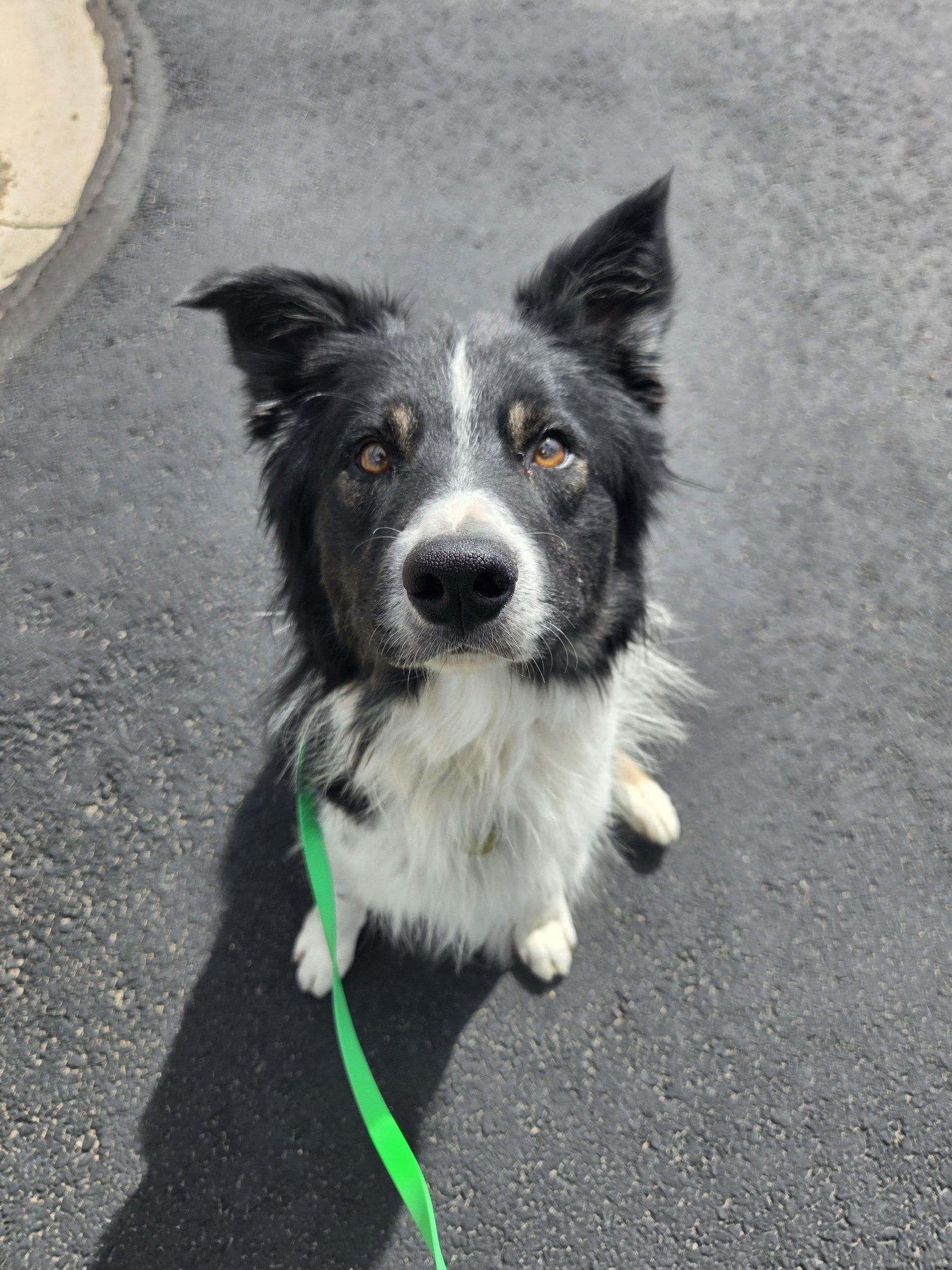 Enlarge Rango, a Adoptable mixed breed in Grand Junction, CO image 4/4