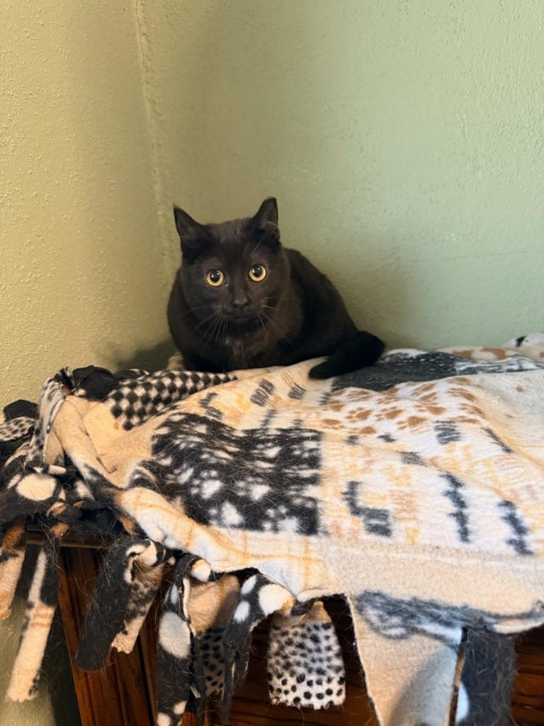 Enlarge Sage, a Adoptable mixed breed in Boone, IA image 1/3