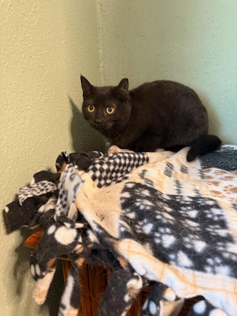 Enlarge Sage, a Adoptable mixed breed in Boone, IA image 1/4