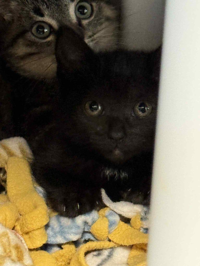 Enlarge Sage, a Adoptable mixed breed in Boone, IA image 3/4