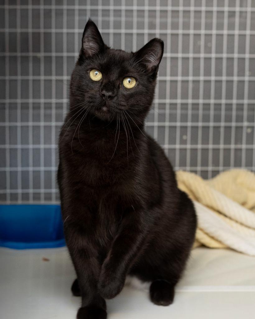 Enlarge Sage, a Adoptable mixed breed in Boone, IA image 4/4