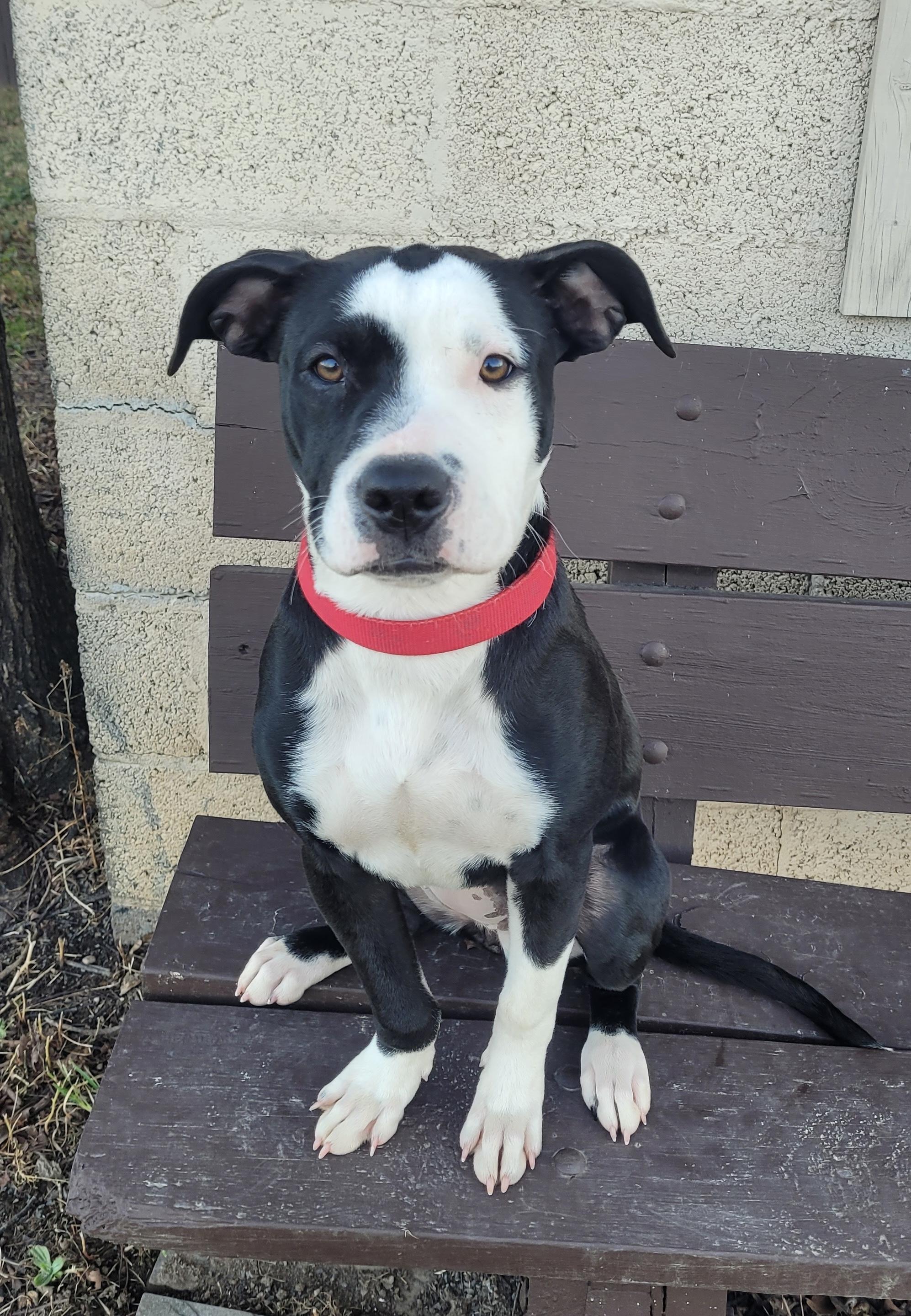 Enlarge Oreo, an adopted mixed breed in Fairfax, VA image 1/6